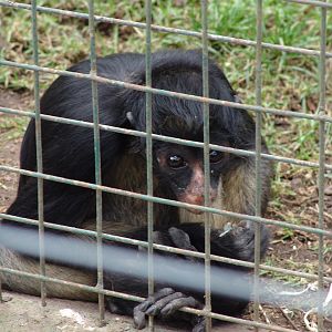 Black-headed Spider Monkey (Ateles fusciceps)