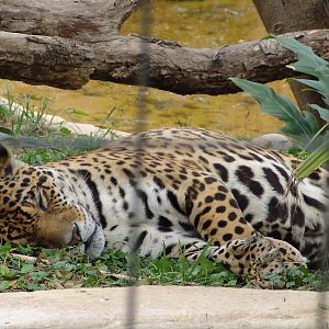 Jaguar (Panthera onca)