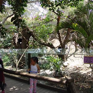 Crab-eating Raccoon's (Procyon cancrivorus) enclosure