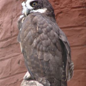 Spectacled Owl (Pulsatrix perspicillata)