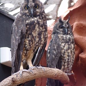 Stygian Owls (Asio stygius)