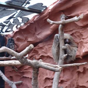 Stygian Owls (Asio stygius) and a Hoffmann's Two-toed Sloth (Choloepus hoff