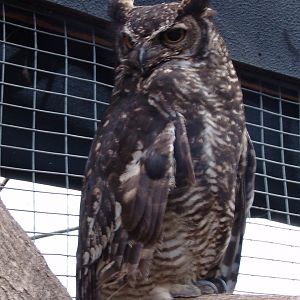 North Andean Great Horned Owl (Bubo virginianus nigrescens)