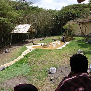 Red Kangaroo's (Macropus rufus) enclosure