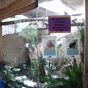 Graells's Tamarin (Saguinus graellsi) and White-tailed Titi's (Callicebus d