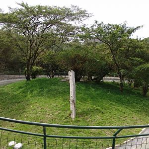 Squirrel Monkey's (Saimiri sciureus) enclosure