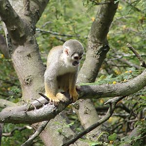 Squirrel Monkey (Saimiri sciureus)