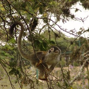 Squirrel Monkey (Saimiri sciureus)