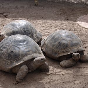 Galápagos Giant Tortoise (Chelonoidis nigra porteri) from Santa Cruz