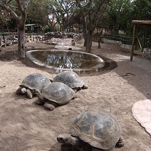 Galápagos Giant Tortoise's (Chelonoidis nigra porteri) enclosure