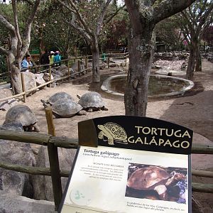 Galápagos Giant Tortoise's (Chelonoidis nigra porteri) enclosure