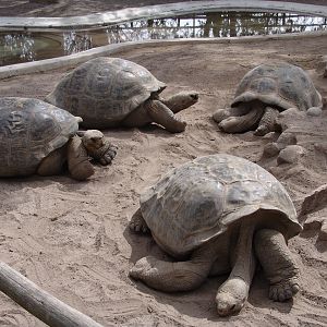 Galápagos Giant Tortoises (Chelonoidis nigra abingdoni)