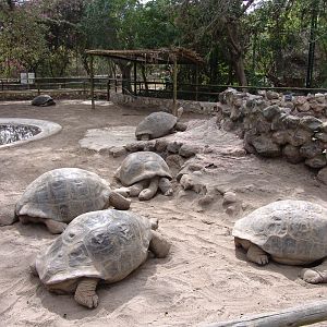 Galápagos Giant Tortoises (Chelonoidis nigra abingdoni)