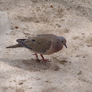 A wild Eared Dove (Zenaida auriculata)