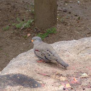 A wild Croaking Ground Dove (Columbina cruziana)