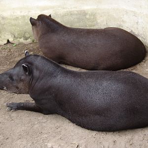 South American Tapirs (Tapirus terrestris)