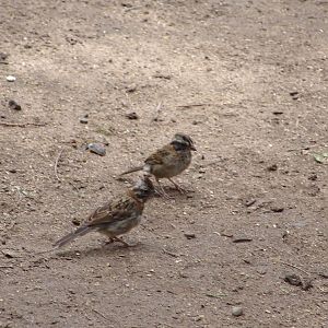 Wild Rufous-collared Sparrows (Zonotrichia capensis)