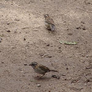 Wild Rufous-collared Sparrows (Zonotrichia capensis)