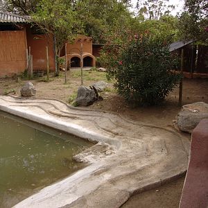 South American Tapirs' (Tapirus terrestris) enclosure