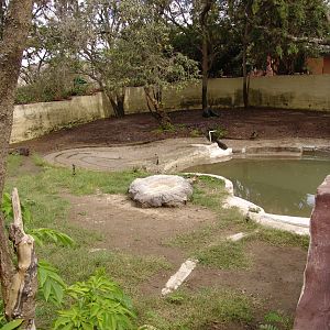 South American Tapir's (Tapirus terrestris) enclosure