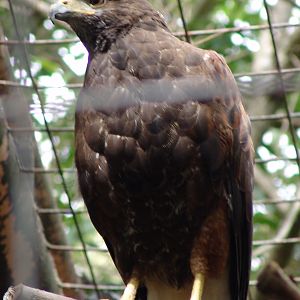 Harris's Hawk (Parabuteo unicinctus unicinctus)