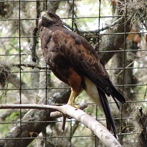 Harris's Hawk (Parabuteo unicinctus unicinctus)