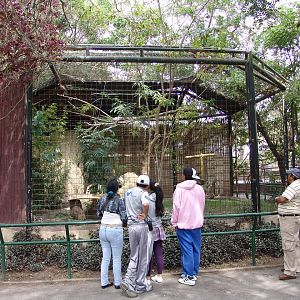 Harris's Hawk's (Parabuteo unicinctus unicinctus) aviary