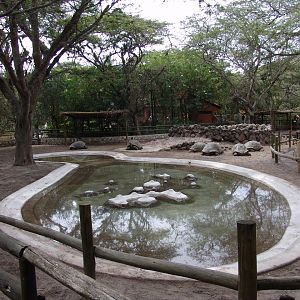 Galápagos Giant Tortoises' (Chelonoidis nigra abingdoni) enclosure