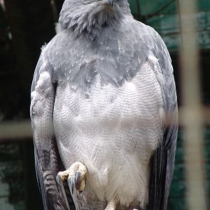 Western Black-chested Buzzard-Eagle (Geranoaetus melanoleucus australis)