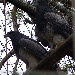 Western Black-chested Buzzard-Eagles (Geranoaetus melanoleucus australis)