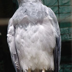 Western Black-chested Buzzard-Eagle (Geranoaetus melanoleucus australis)