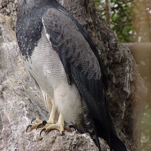 Western Black-chested Buzzard-Eagle (Geranoaetus melanoleucus australis)