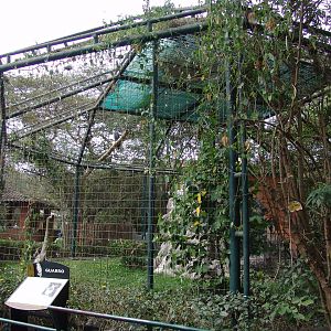 Western Black-chested Buzzard-Eagle's (Geranoaetus melanoleucus australis)