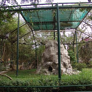 Western Black-chested Buzzard-Eagle's (Geranoaetus melanoleucus australis)