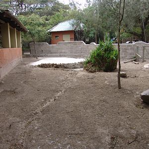 Not yet finished (renewed) Collared Peccary's (Pecari tajacu) enclosure
