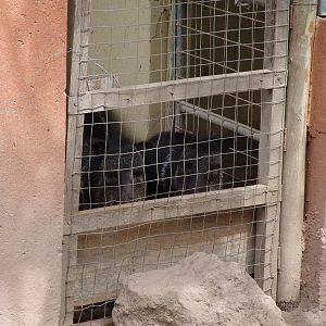 Collared Peccaries (Pecari tajacu) in a hold
