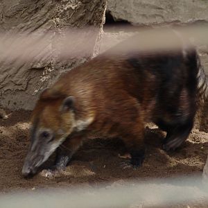 White-nosed Coati (Nasua narica)