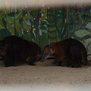 White-nosed Coatis (Nasua narica)
