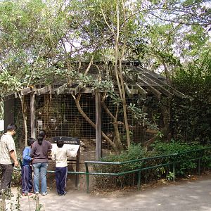 White-nosed Coatis' (Nasua narica) enclosure