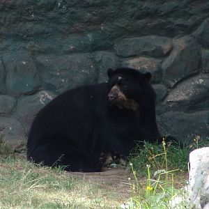 Spectacled Bear (Tremarctos ornatus)