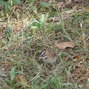Wild Rufous-collared Sparrow (Zonotrichia capensis)