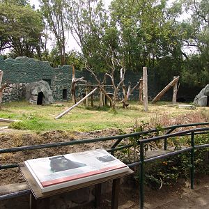 Spectacled Bears' (Tremarctos ornatus) enclosure