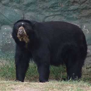 Spectacled Bear (Tremarctos ornatus)