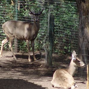 White-tailed Deer (Odocoileus virginianus peruvianus)