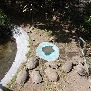 Yellow-footed Tortoise's (Chelonoidis denticulata) exhibit