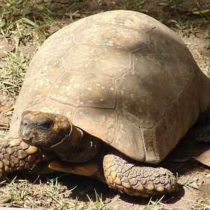 Yellow-footed Tortoise (Chelonoidis denticulata)