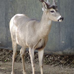 White-tailed Deer (Odocoileus virginianus peruvianus)