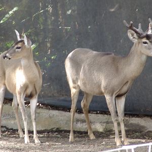 White-tailed Deer (Odocoileus virginianus peruvianus)