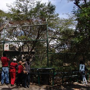 Ocelot's exhibit (Leopardus pardalis)