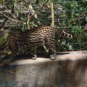 Ocelot (Leopardus pardalis)